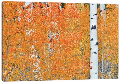 Hidden Aspens Canvas Art Print - Aspen Tree Art