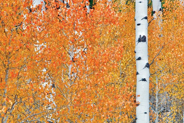 Aspen Trees: Hidden Aspens by Dennis Frates
