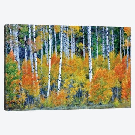 Autumn Aspen Forest Canvas Print #DEN833} by Dennis Frates Canvas Print