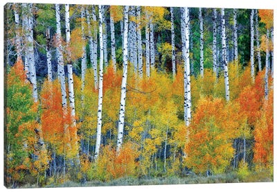 Autumn Aspen Forest Canvas Art Print - Aspen Tree Art