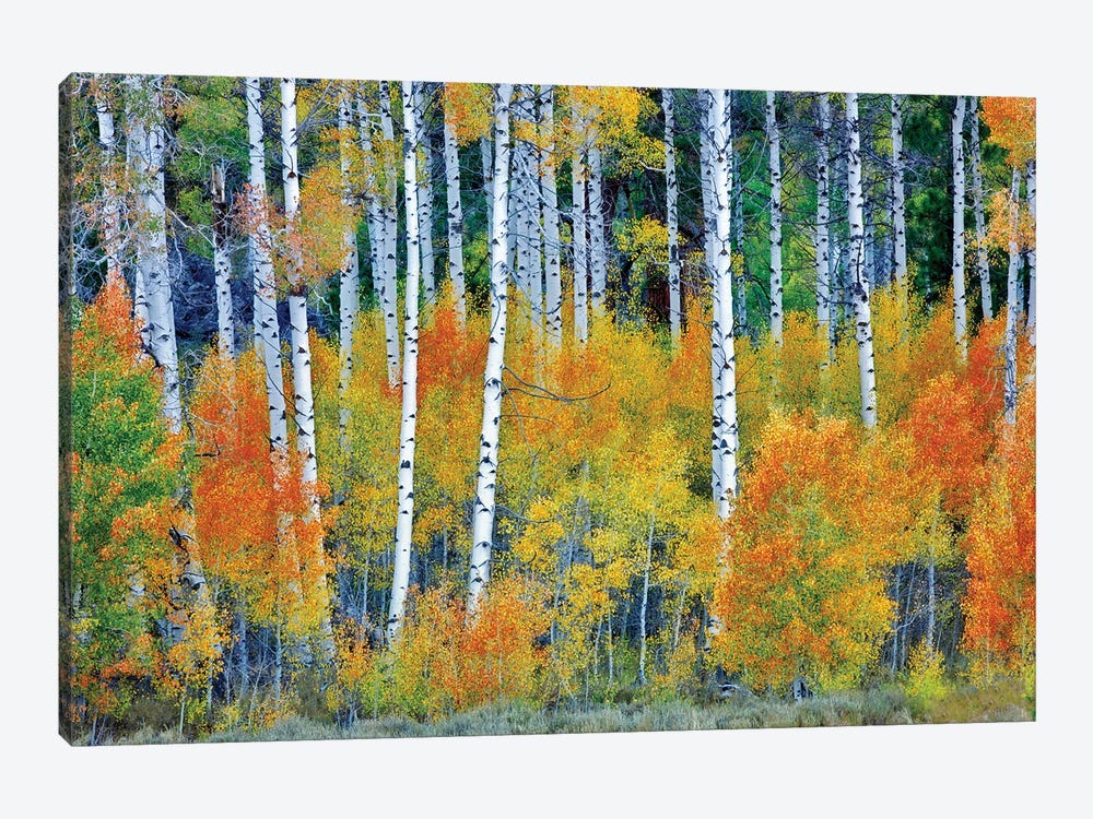 Autumn Aspen Forest by Dennis Frates 1-piece Art Print