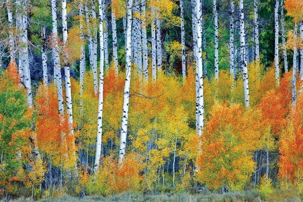 Aspen Trees: Autumn Aspen Forest by Dennis Frates