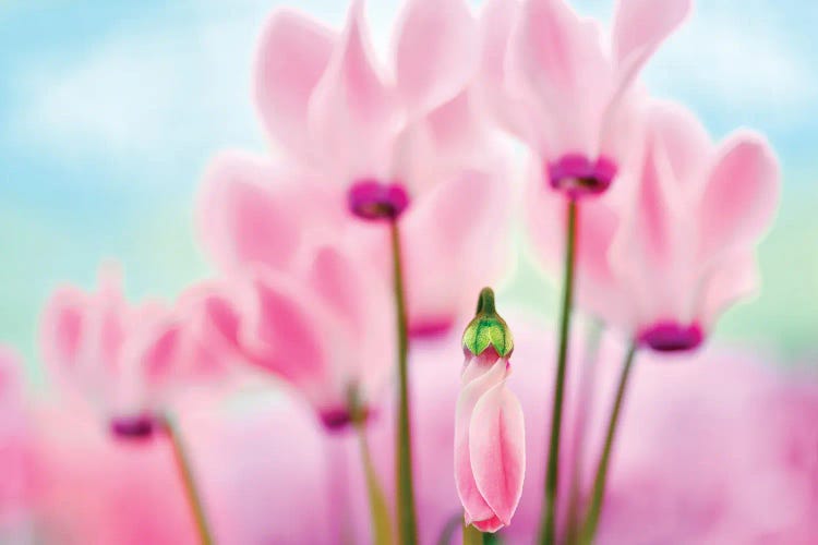 Late Bloomer