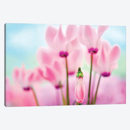 Late Bloomer Canvas Print #DEN834} by Dennis Frates Canvas Art