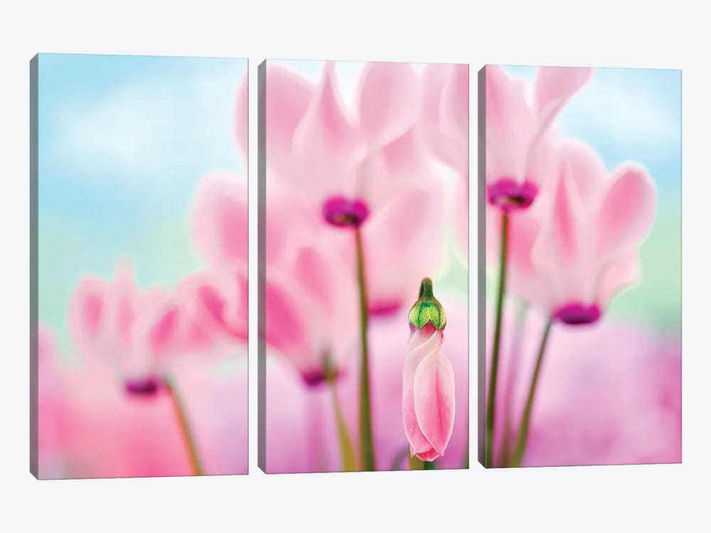 Late Bloomer by Dennis Frates 3-piece Canvas Art
