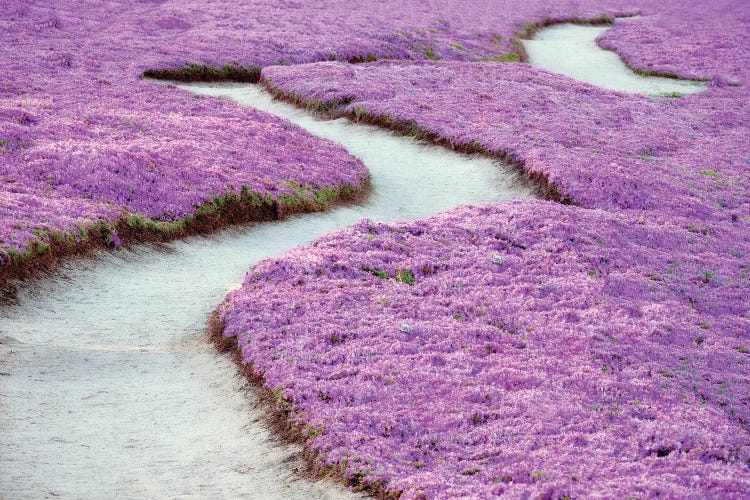 Floral Pathway by Dennis Frates wall art