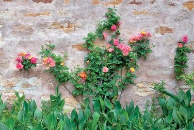 Rose Wall by Dennis Frates canvas print