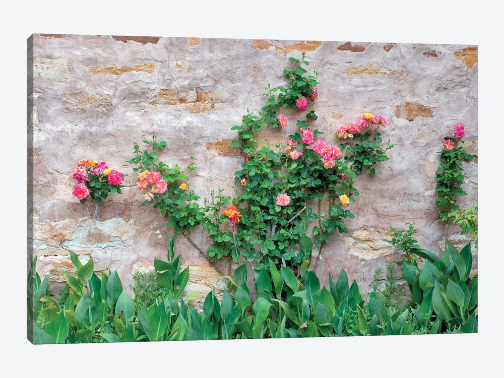 Rose Wall by Dennis Frates 1-piece Canvas Wall Art