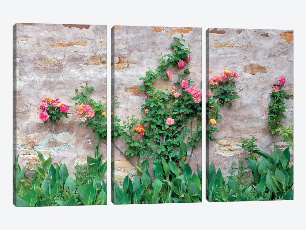 Rose Wall by Dennis Frates 3-piece Canvas Artwork