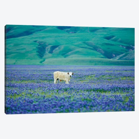Cows In Lupine III Canvas Print #DEN83} by Dennis Frates Art Print