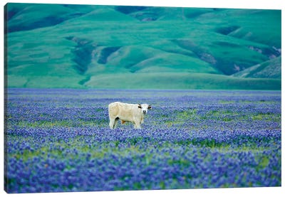 Cows In Lupine III Canvas Art Print - Lupines
