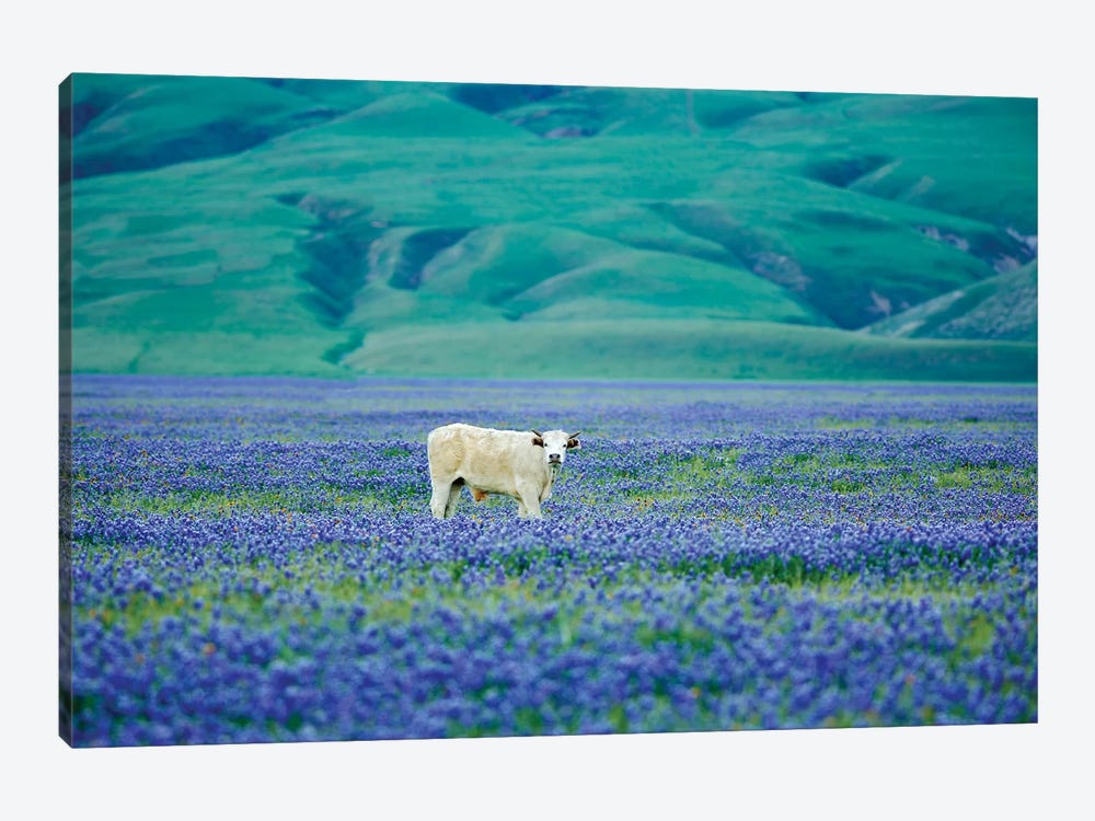 Cows In Lupine III by Dennis Frates 1-piece Canvas Art Print