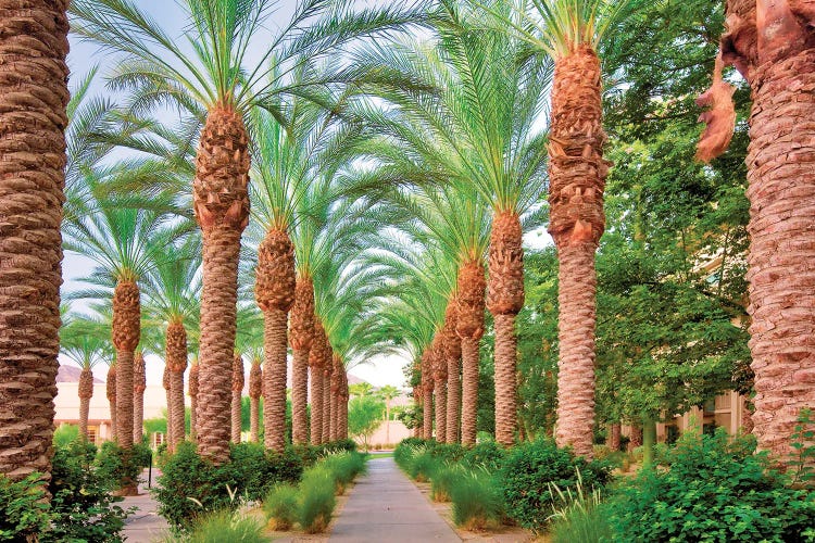 Palm Path by Dennis Frates wall art