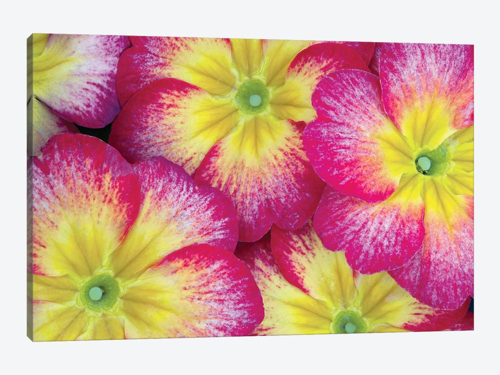 Pansy Close Up by Dennis Frates 1-piece Canvas Art