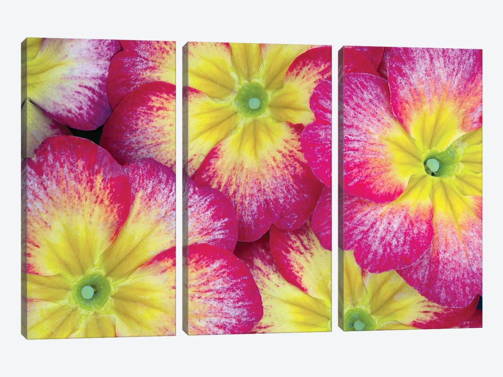 Pansy Close Up by Dennis Frates 3-piece Canvas Wall Art