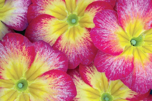 Pansies: Pansy Close Up by Dennis Frates