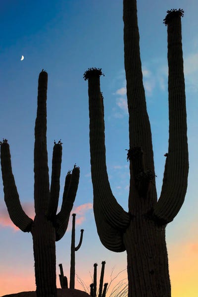 Southwest Cactus by Dennis Frates canvas print