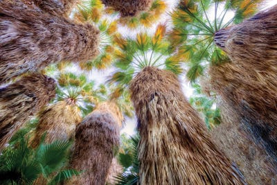 Up Through The Palms by Dennis Frates canvas print