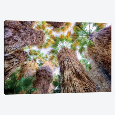 Up Through The Palms Canvas Print #DEN849} by Dennis Frates Canvas Wall Art