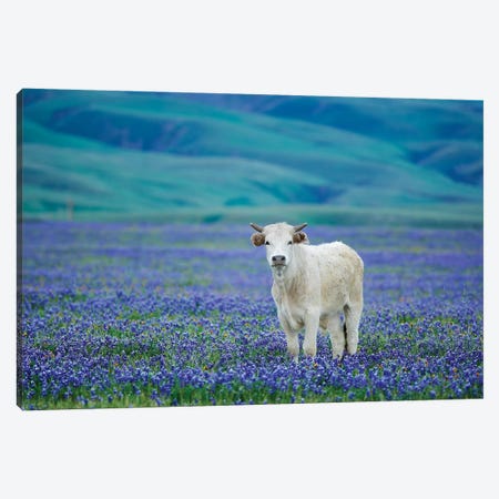 Cows In Lupine IV Canvas Print #DEN84} by Dennis Frates Canvas Wall Art