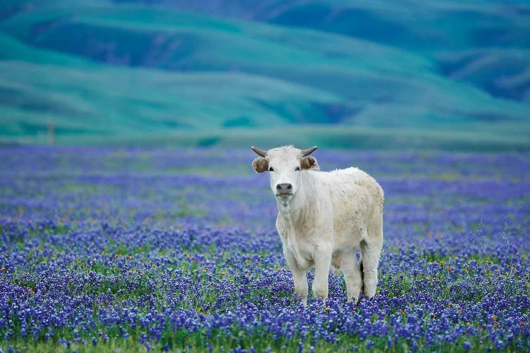 Cows In Lupine IV