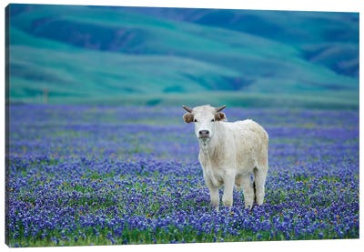 Cows In Lupine IV Canvas Art Print - Lupines