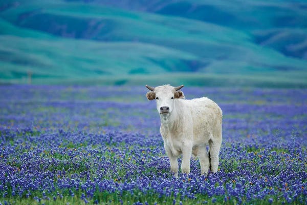 Lupines: Cows In Lupine IV by Dennis Frates