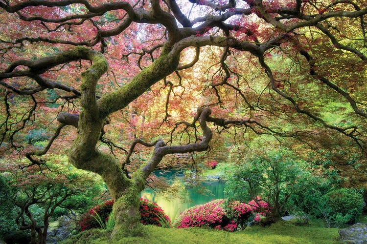 Twisted Maple by Dennis Frates wall art