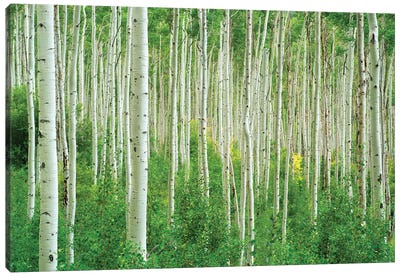Lone Fall Tree Canvas Art Print - Aspen and Birch Trees