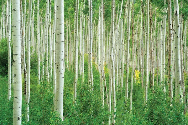 Aspen Trees | Birch Trees: Lone Fall Tree by Dennis Frates