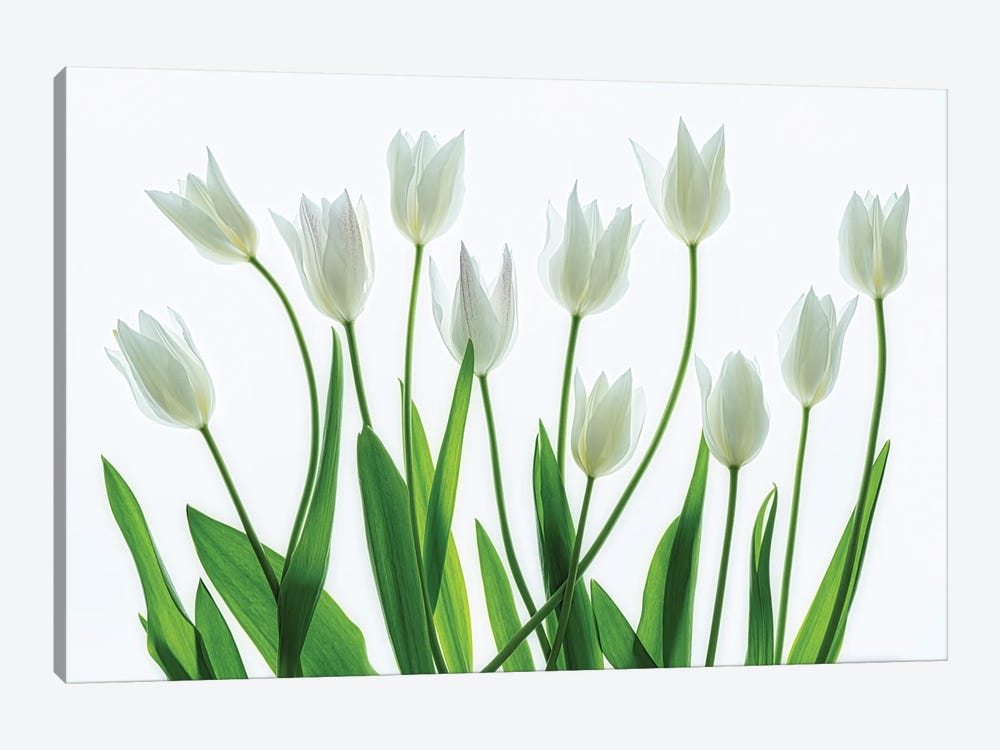 Tulip Arrangement by Dennis Frates 1-piece Canvas Artwork