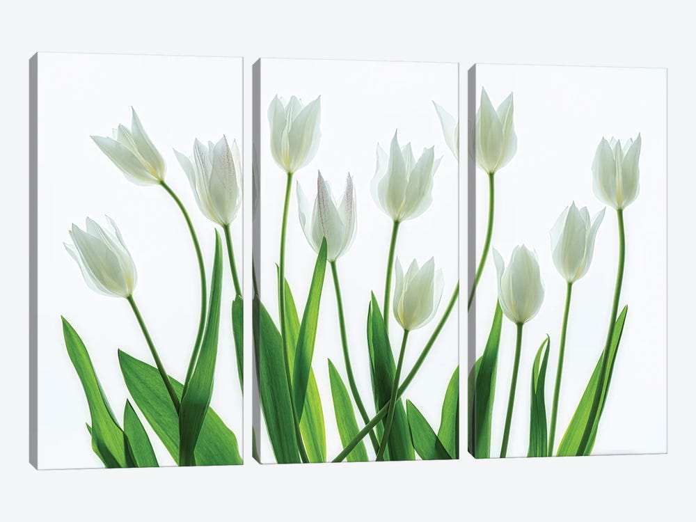 Tulip Arrangement by Dennis Frates 3-piece Canvas Artwork