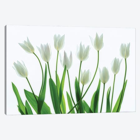 Tulip Arrangement Canvas Print #DEN854} by Dennis Frates Canvas Artwork