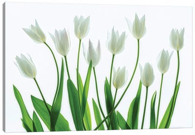 Tulip Arrangement Canvas Art Print