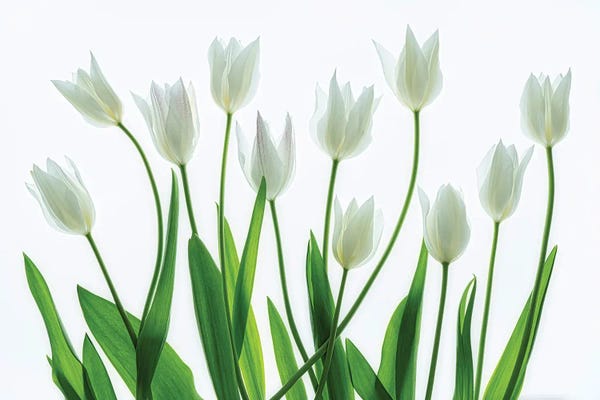 Tulips: Tulip Arrangement by Dennis Frates