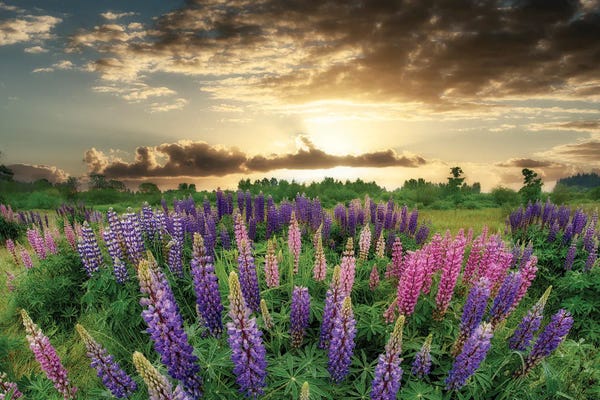 Photography: Lupine Sunrise by Dennis Frates