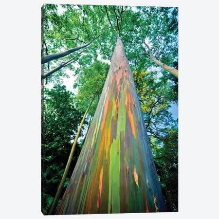 Painted Eucalyptus Canvas Print #DEN857} by Dennis Frates Canvas Art