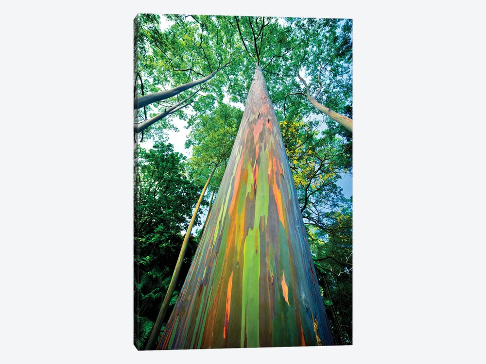 Painted Eucalyptus by Dennis Frates 1-piece Canvas Art Print