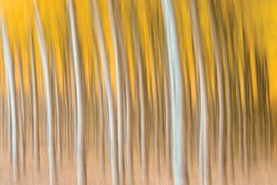 Trunk Motion by Dennis Frates canvas print