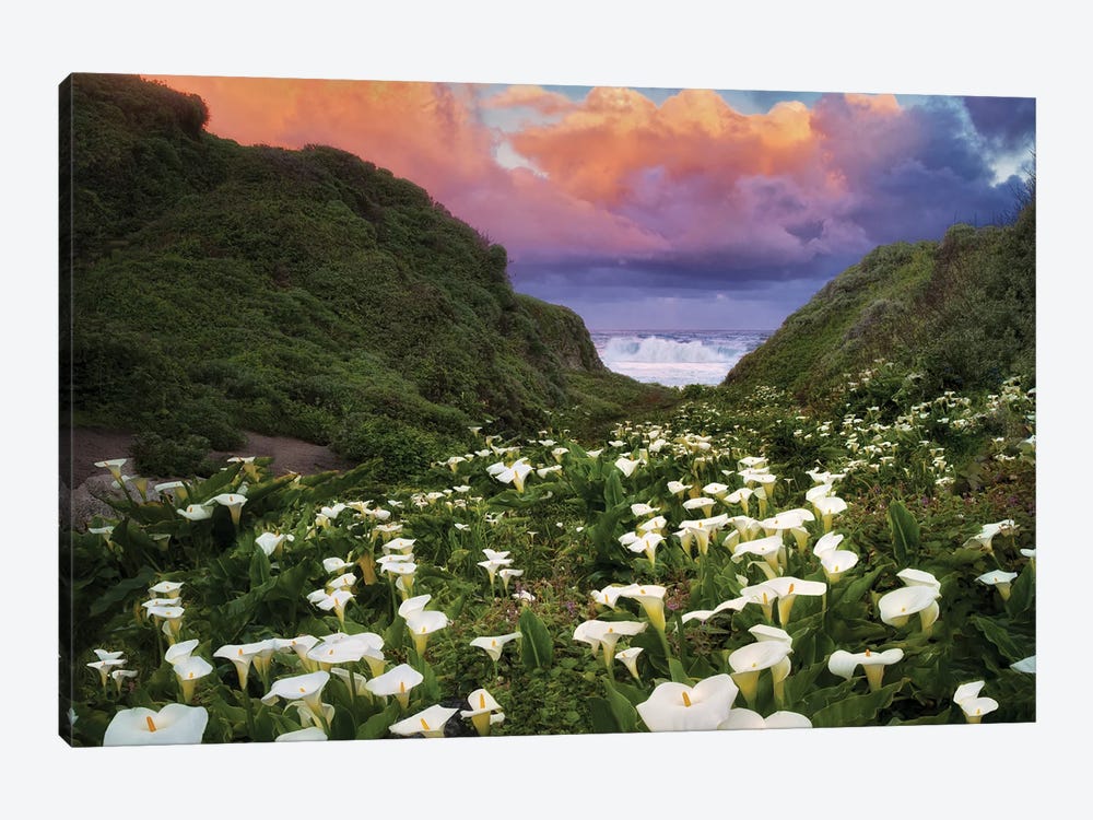 Calla Lily Sunrise by Dennis Frates 1-piece Canvas Wall Art