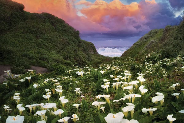 Calla Lilies: Calla Lily Sunrise by Dennis Frates