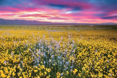 Vast Wildflowers by Dennis Frates canvas print