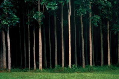 Mahogany Forest by Dennis Frates canvas print