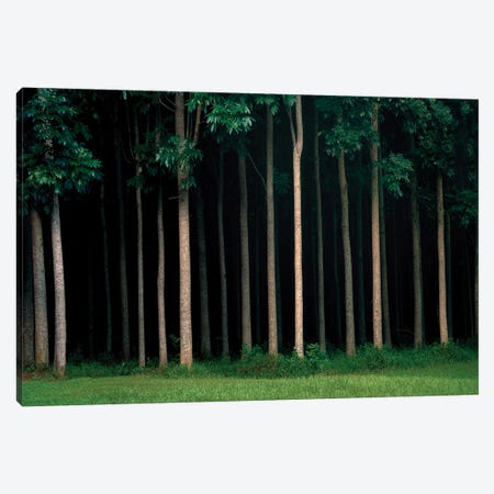Mahogany Forest Canvas Print #DEN868} by Dennis Frates Canvas Wall Art