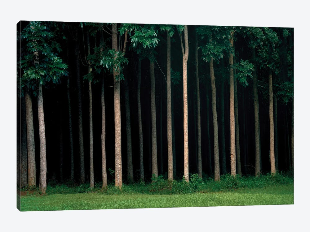 Mahogany Forest by Dennis Frates 1-piece Art Print