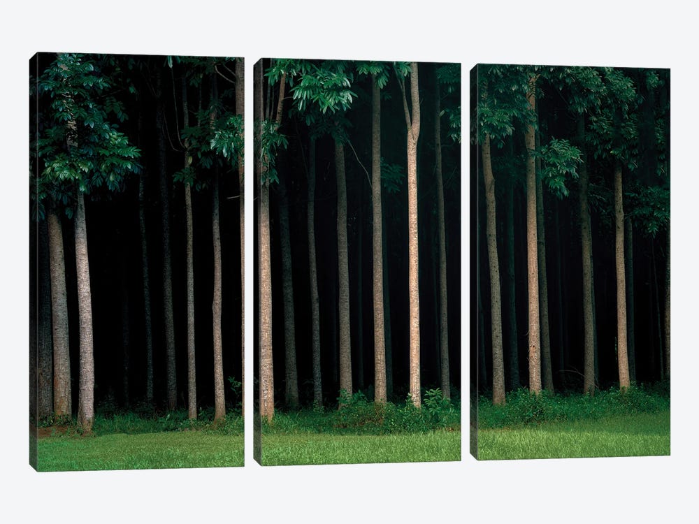 Mahogany Forest by Dennis Frates 3-piece Art Print