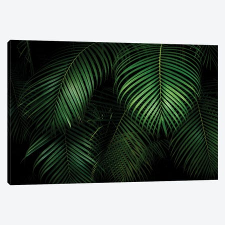 Palm Leaves Canvas Print #DEN869} by Dennis Frates Canvas Wall Art