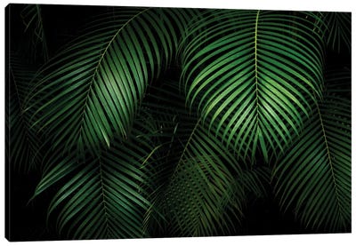 Palm Leaves Canvas Art Print - Tropical Leaf Art