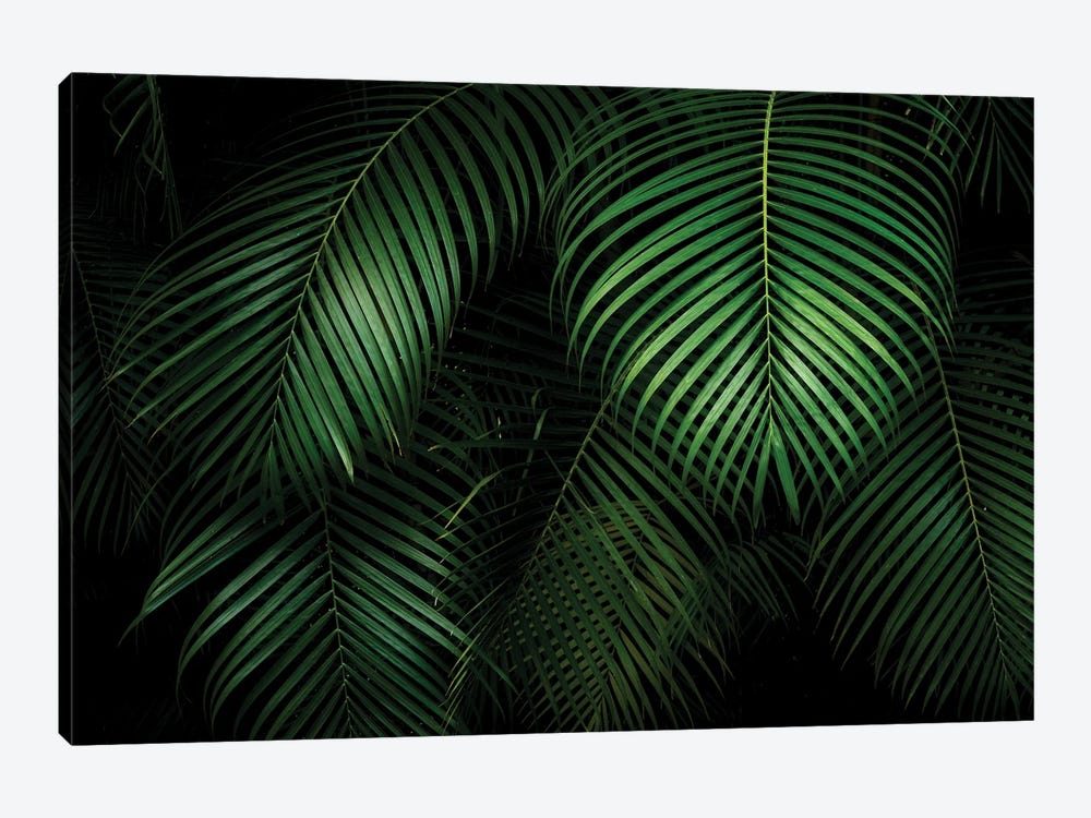 Palm Leaves by Dennis Frates 1-piece Canvas Art