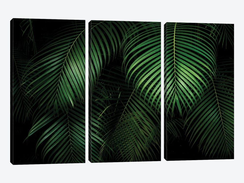 Palm Leaves by Dennis Frates 3-piece Canvas Artwork